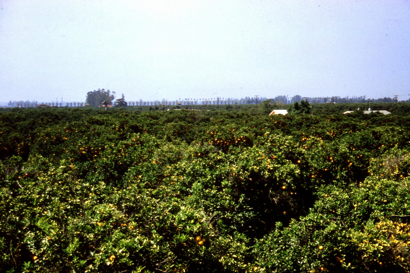 Illustration for article titled Photos of Orange County, Calif., When Oranges Actually Grew There